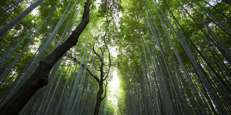 中国大诚小萍:数字化便民信息如何重塑生活服务新生态