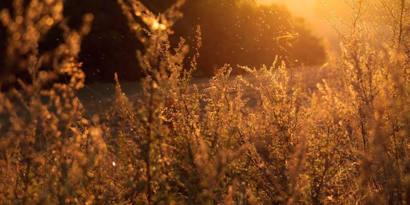 适老化家居改造全攻略：为父母打造安全便利的居住环境，从社区公告到专业维修的完整指南